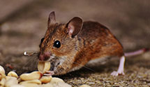 24 Hour & Emergency Exterminators in Johnson Creek, WI